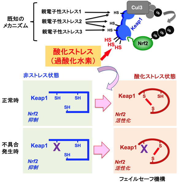 酸化ストレスを感知する仕組みを解明