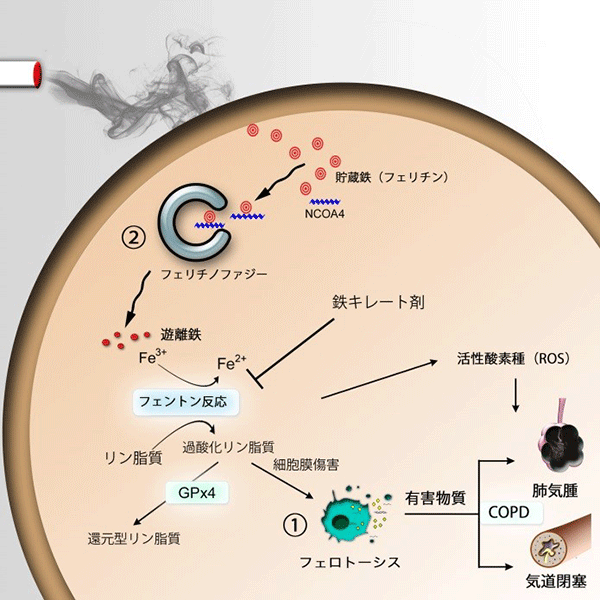 図2 オートファジー機構の概要図