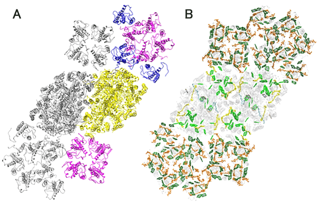 褐色を呈する光化学系Ⅱ-集光性色素タンパク質複合体の立体構造を解明