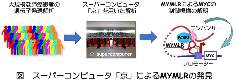 スーパーコンピュータ「京」によるMYMLRの発見の図