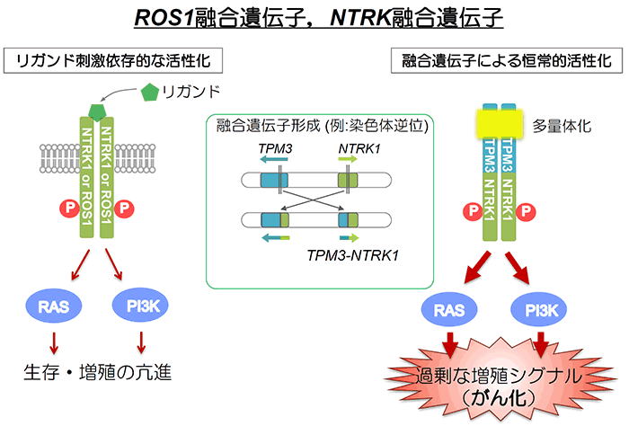ROS1融合遺伝子、NTRK融合遺伝子の図
