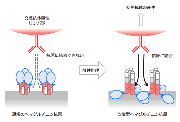 様々なインフルエンザを防御する抗体誘導法の開発～万能インフルエンザワクチンへの応用の期待～
