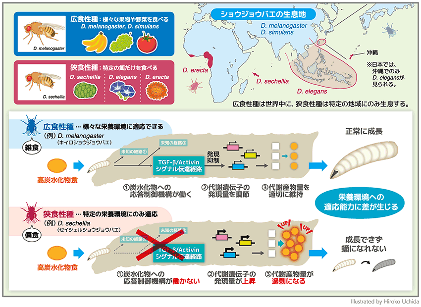 栄養に柔軟に適応し成長するシステムの解明～種間の適応能力の差を生む炭水化物応答機構～
