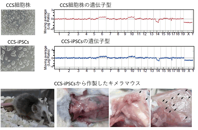 細胞老化による発がん抑制作用を個体レベルで解明
