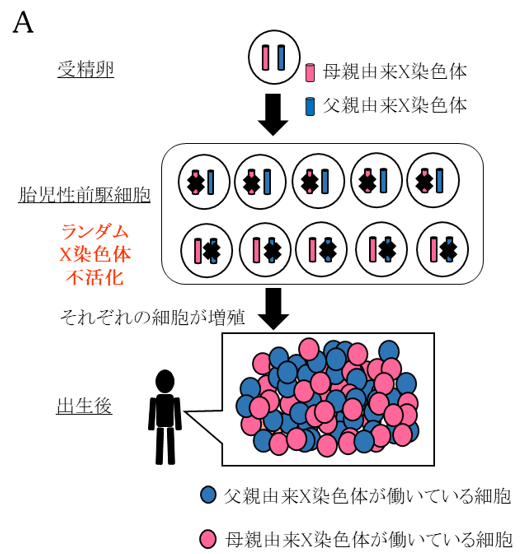 説明図A 染色体・細胞の図