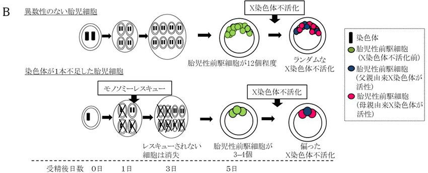 説明図B ヒト胚の図