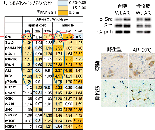 神経難病と癌の共通項を発見～球脊髄性筋萎縮症に対する新規治療薬に光!～