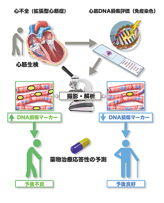 心不全患者の予後や治療応答性を高精度で予測する手法を開発
