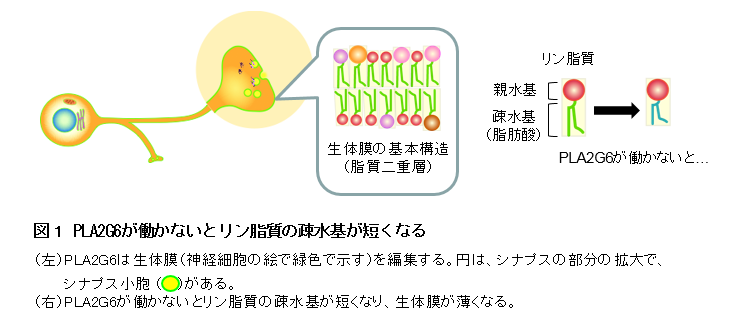 図1 PLA2G6が働かないとリン脂質の疎水基が短くなる