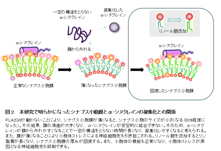 図2 本研究で明らかになったシナプス小胞膜とα-シヌクレインの凝集化との関係