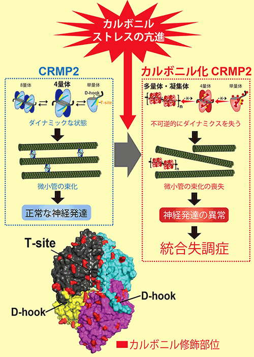 酸化ストレスによる統合失調症の発症メカニズムを解明