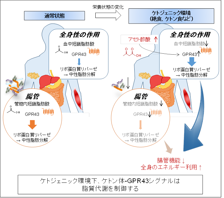 効率的エネルギー利用機構の図