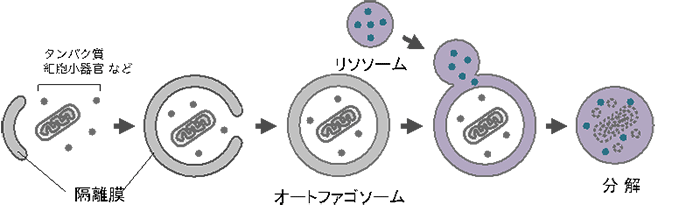 オートファジーの説明図