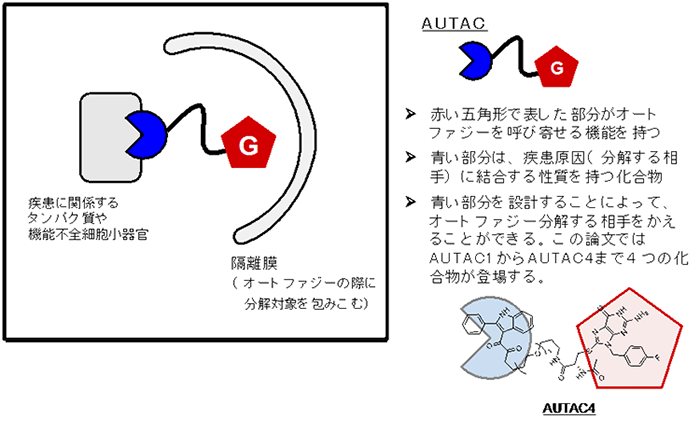 オートファジーを選択的に制御できるautac分子の発明 細胞内の有害物質を取り除く創薬手法を開発 国立研究開発法人日本医療研究開発機構