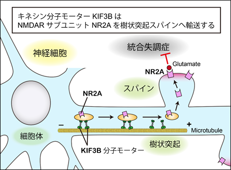 キネシン分子モーターKIF3Bの遺伝子異常は統合失調症の原因となる