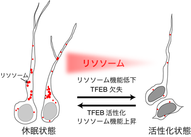 リソソームが成体神経幹細胞を制御するメカニズムを解明イメージ図