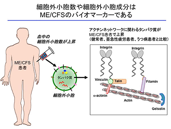 慢性疲労症候群の診断に有用な血中バイオマーカーを発見のプレスリリースイメージ図