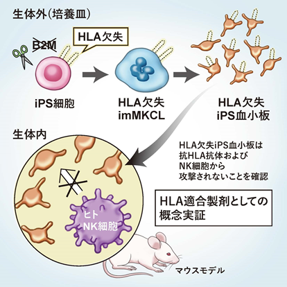 ゲノム編集技術を用いてiPS細胞から”ユニバーサル”な血小板の作製に成功