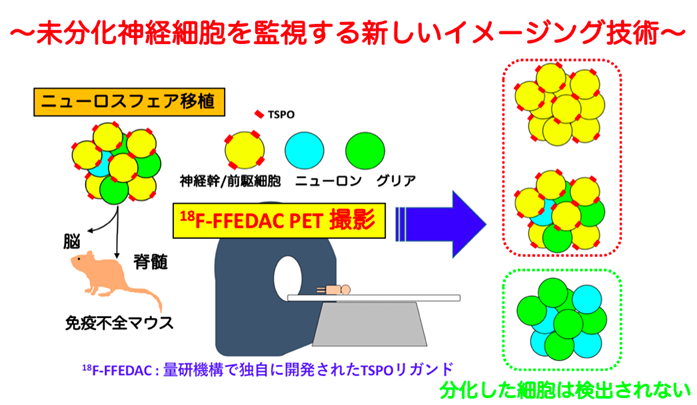 iPS細胞移植後の腫瘍化モニタリング技術を開発