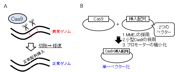 ゲノム編集を用いた革新的な遺伝子治療による視覚再建～遺伝子変異を正常化する遺伝子治療の実現へ～