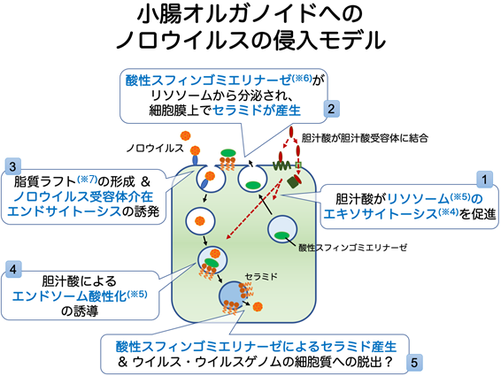ノロウイルスの細胞への侵入が胆汁酸により助長されることを発見