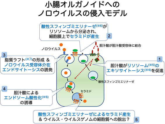 小腸オルガノイドへのノロウイルス侵入モデル