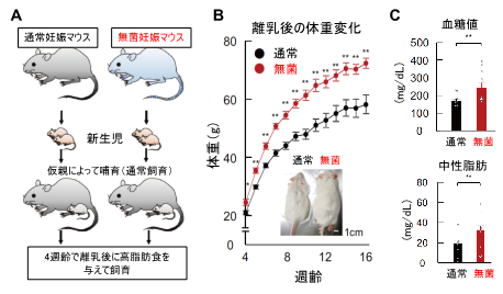 妊娠中の食物繊維摂取は胎児の代謝機能の発達を促し、出生後、子の肥満になりにくい体質をつくる