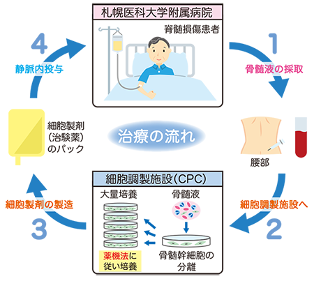2018年度 研究事業成果集
脊髄損傷治療のための自己骨髄間葉系幹細胞の実用化