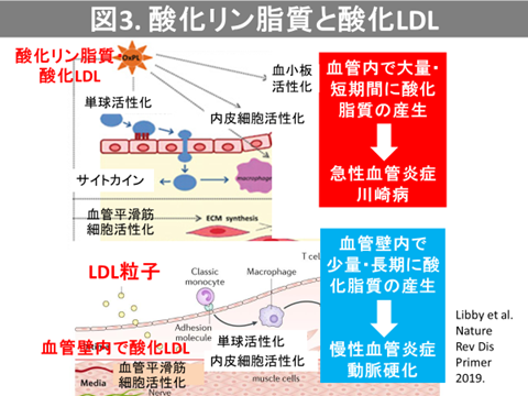 図3．酸化リン脂質と参加LDL