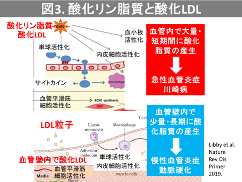 図3.酸化リン脂質と参加LDL