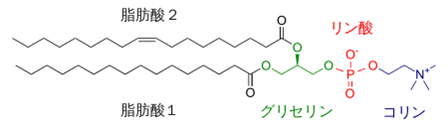 用語10　ホスファチジルコリンの説明画像