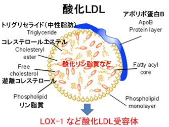 用語14　酸化LDLの説明画像