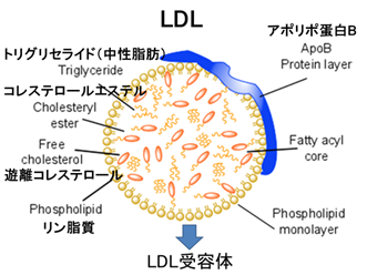 用語14　LDLの説明画像