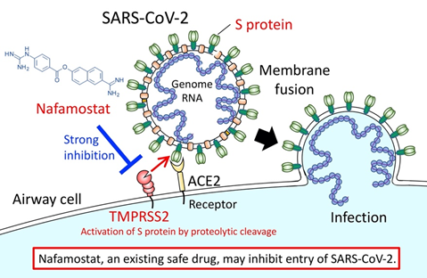 Nafamostat for COVID-19