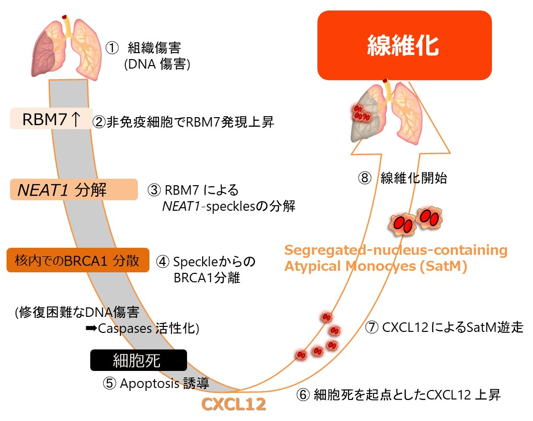 有効な治療薬のない難病 線維症の発症原理を解明～関連遺伝子Rbm7の発見～