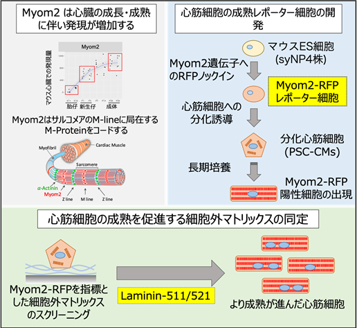 多能性幹細胞から得られた心筋細胞はラミニン511および521によって成熟が促進する