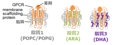 生体内に存在する脂質が医薬品受容体の活性を制御する仕組みを解明