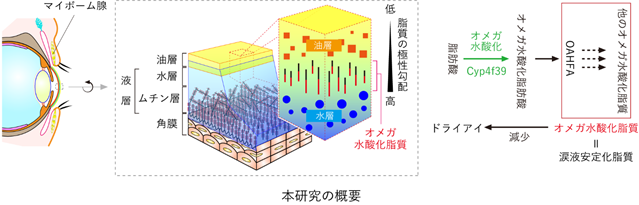 涙に含まれるオメガ水酸化脂質がドライアイを防ぐ研究概要