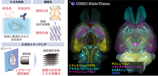 3次元組織学による全臓器・全身の観察技術を確立