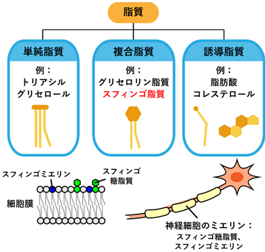 スフィンゴ脂質イメージ図　詳細は上部に記載