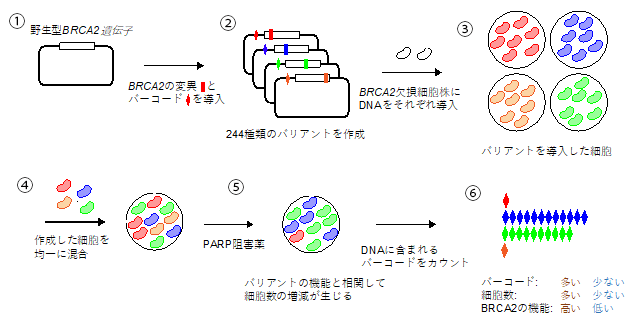 遺伝性乳がん 卵巣がんのリスクとなるbrca2遺伝子バリアントの新規機能解析法を開発 国立研究開発法人日本医療研究開発機構
