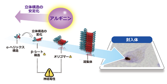 神経難病ポリグルタミン病の新しい治療薬候補を発見 L アルギニンのタンパク質構造安定化作用による凝集抑制効果 国立研究開発法人日本医療研究開発機構