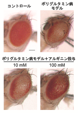 神経難病ポリグルタミン病の新しい治療薬候補を発見 L アルギニンのタンパク質構造安定化作用による凝集抑制効果 国立研究開発法人日本医療研究開発機構