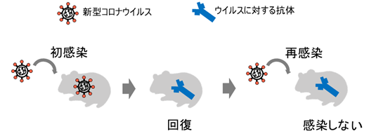 血清 コロナ ウイルス