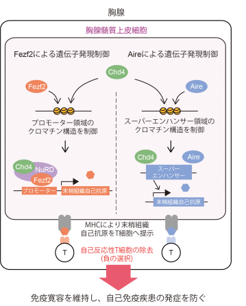 免疫 疾患 は 自己 と 脱毛症の原因となる「自己免疫疾患」という病気とは｜カミわざ