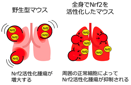 「毒を以て毒を制す」悪性腫瘍の治療法～逆転の発想による治療抵抗性腫瘍の新しい治療戦略～