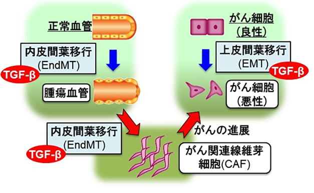 腫瘍組織における血管内皮細胞からの因子により がんが進展するしくみを解明 がん微小環境ネットワークシグナルを標的とした新規治療法の開発に期待 国立研究開発法人日本医療研究開発機構