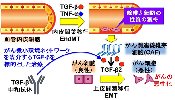 腫瘍組織における血管内皮細胞からの因子により がんが進展するしくみを解明 がん微小環境ネットワークシグナルを標的とした新規治療法の開発に期待 国立研究開発法人日本医療研究開発機構