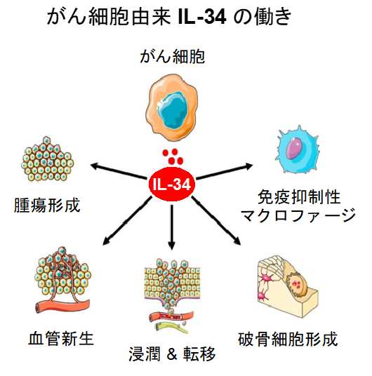 タチ の 悪い 乳がん