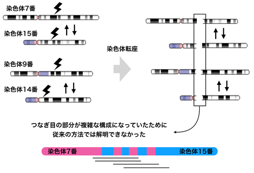 新技術ロングリード・シークエンサーで複雑なゲノムの構造変化を解明する手法を開発